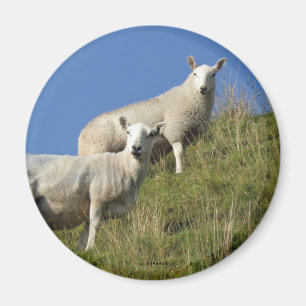 Sister Sheep Magnet