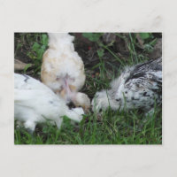 "Sisterly Love" 3 hen Chicks