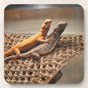 Sisterly Love Coaster