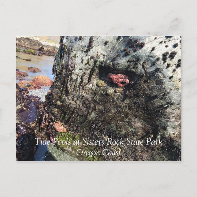Sisters Rock State Park, Oregon Coast Postcard (Front)
