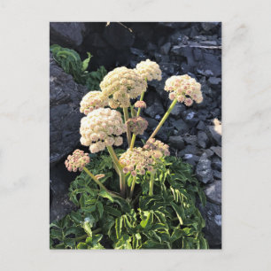 Sisters Rock State Park, Oregon Coast Postcard