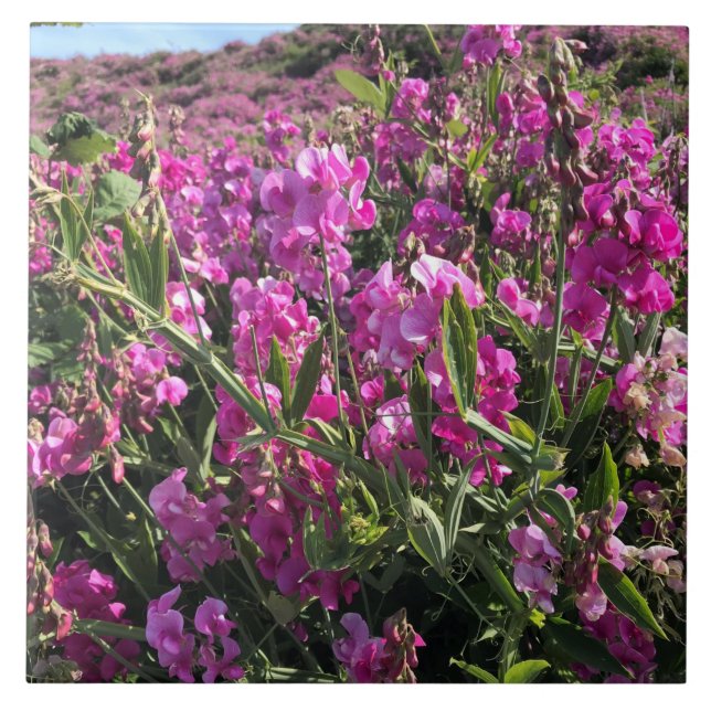 Sisters Rock State Park, Oregon Coast Tile (Front)