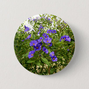 Sisyrinchium Angustifolium Badge