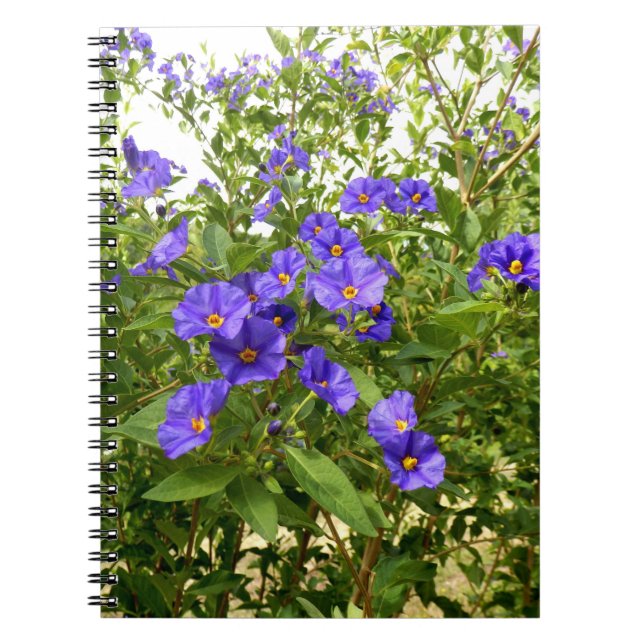 Sisyrinchium Angustifolium Photo Notebook (Front)
