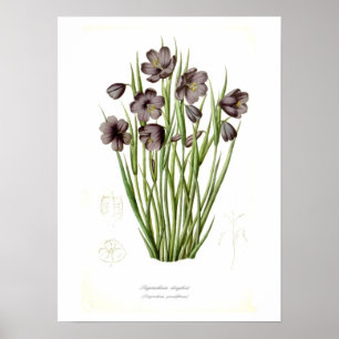 Sisyrinchium douglasii poster