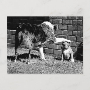 Sit- - - Stay - - - Postcard