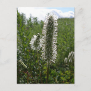 Sitka Great Burnet, Unalaska Island Postcard