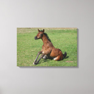 Sitting Arab Foal Canvas Print
