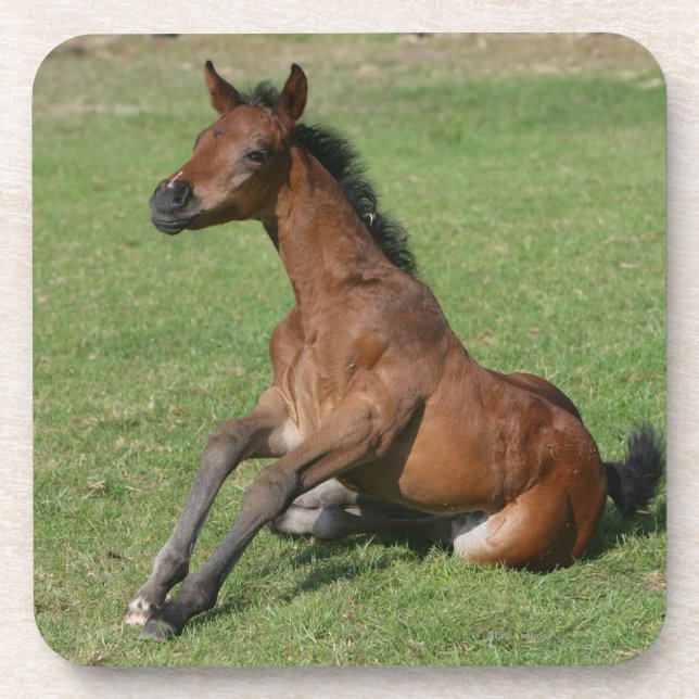 Sitting Arab Foal Coaster (Front)