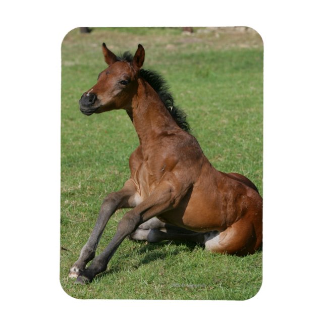 Sitting Arab Foal Magnet (Vertical)