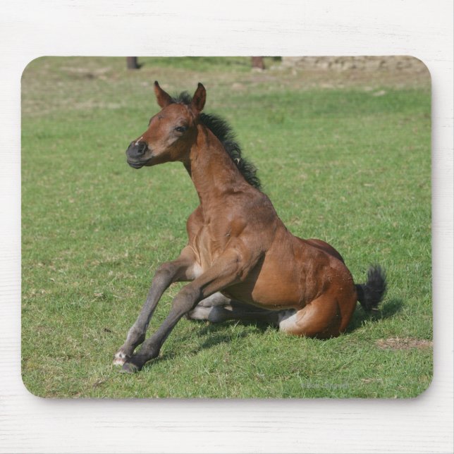 Sitting Arab Foal Mouse Pad (Front)