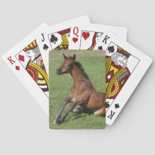 Sitting Arab Foal Playing Cards
