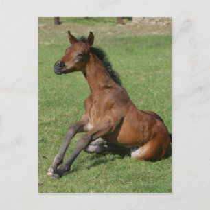Sitting Arab Foal Postcard