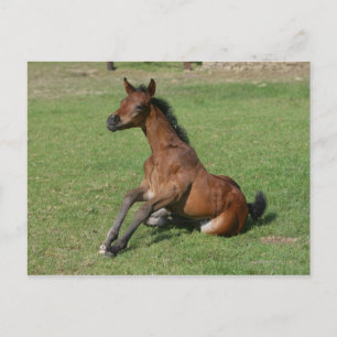 Sitting Arab Foal Postcard