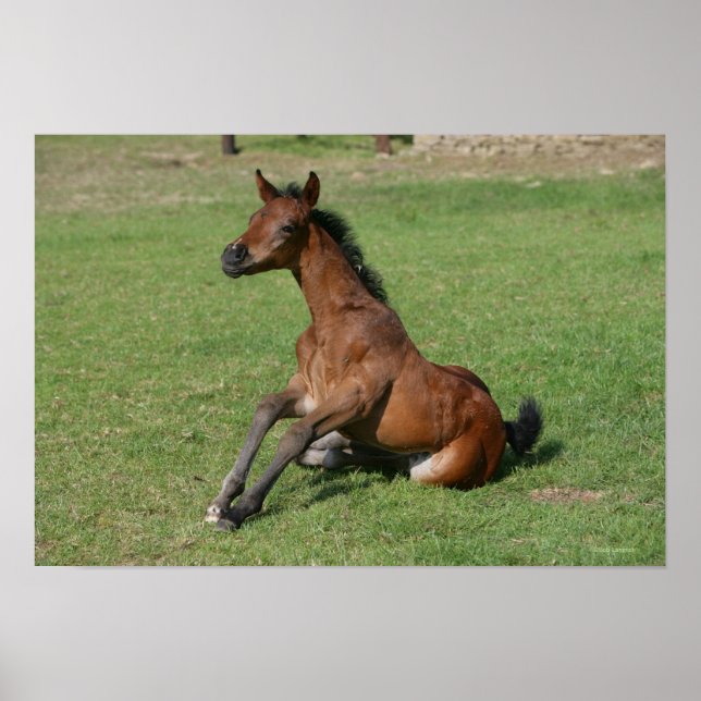 Sitting Arab Foal Poster (Front)