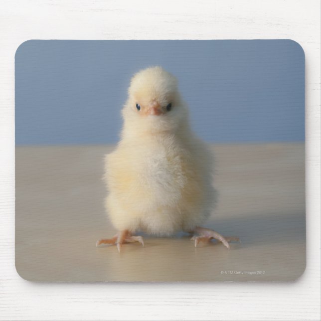 Sitting Baby Yellow Chicken, 3 days old Mouse Pad (Front)