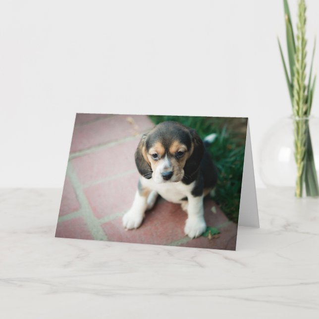 Sitting Beagle Puppy Card (Front)