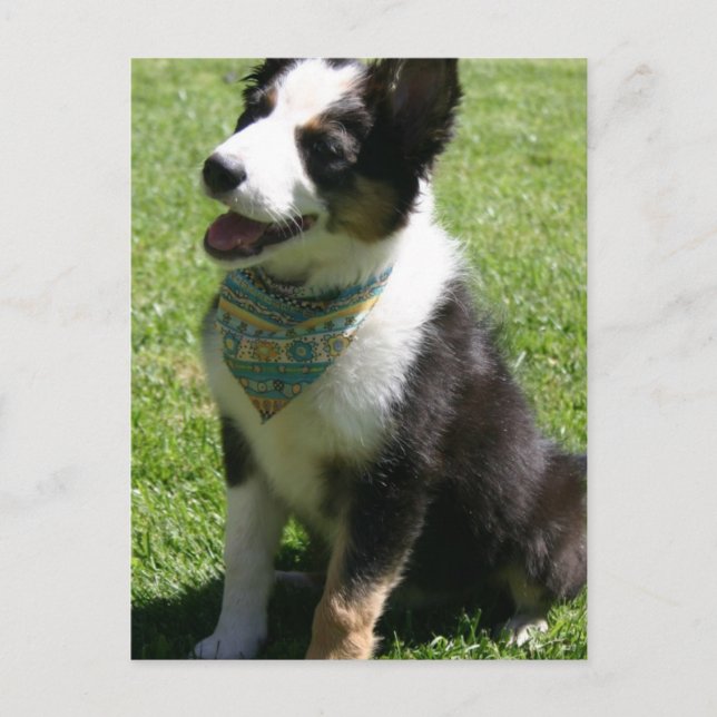 Sitting Border Collie Postcard (Front)