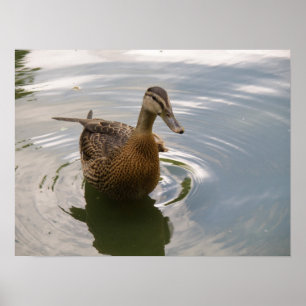 Sitting Duck Print