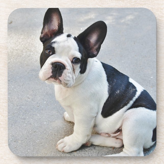 sitting french bulldog coaster (Front)