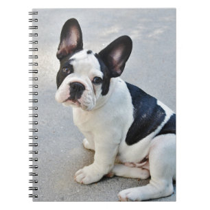 sitting french bulldog spiral notebook