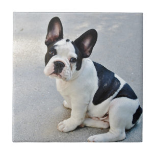 sitting french bulldog tile