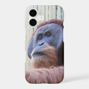 Sitting Orang Utan...