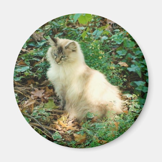 Sitting Pretty Cat Magnet (Front)