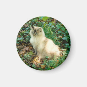 Sitting Pretty Cat Magnet