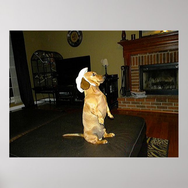 Sitting Pretty Dachshund Poster (Front)