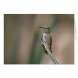 Sitting pretty hummingbird