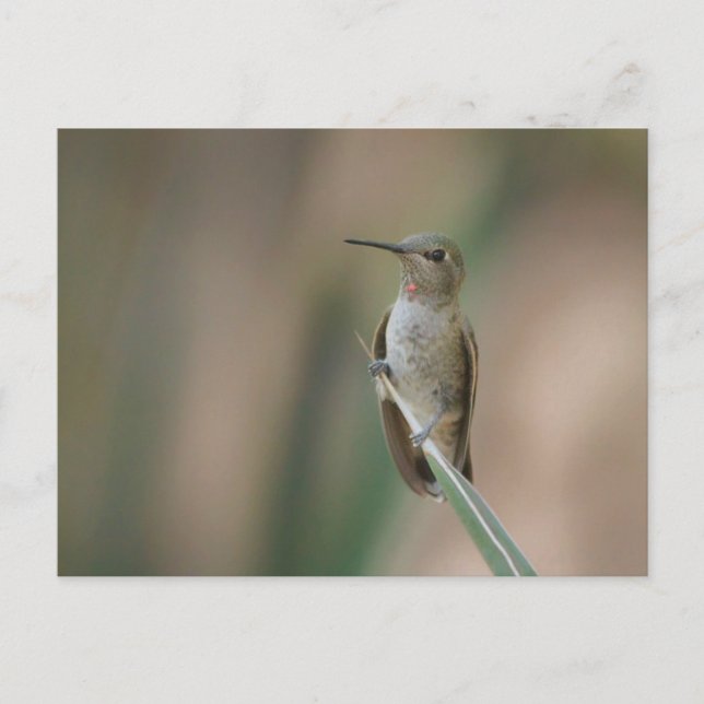 Sitting pretty hummingbird postcard (Front)
