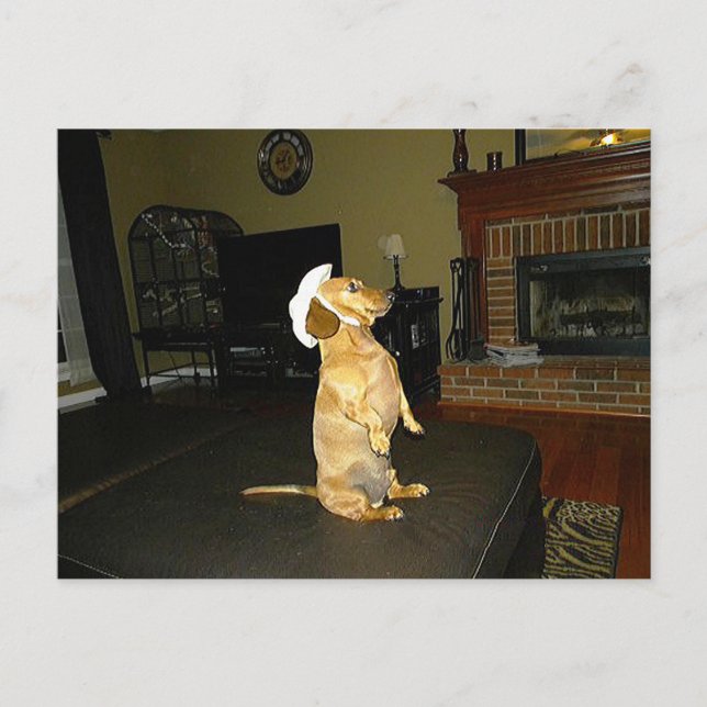 Sitting Pretty or Watching TV Dachshund Postcard (Front)