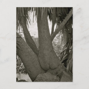 Sitting Tree Postcard