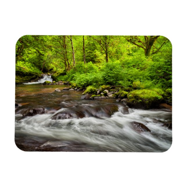 Siuslaw National Forest, Sweet Creek, Oregon Magnet (Horizontal)