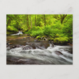 Siuslaw National Forest, Sweet Creek, Oregon Postcard