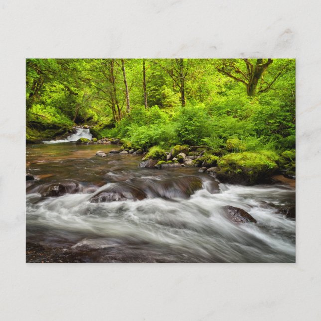 Siuslaw National Forest, Sweet Creek, Oregon Postcard (Front)
