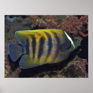 Six Band Angelfish Poster