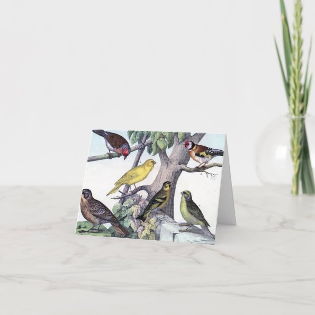 Six colourful birds  vintage post card art. (Front)