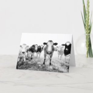 Six Cows Greeting Cards