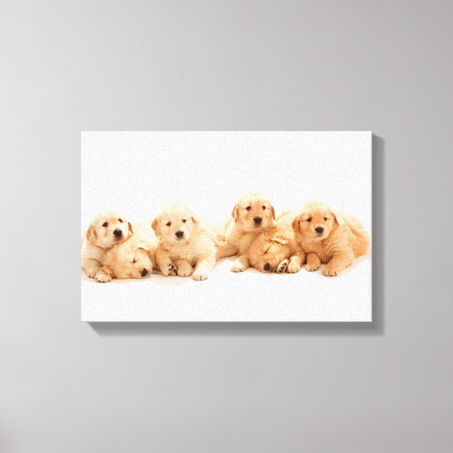 Six Golden Retriever Puppies Canvas Print (Front)