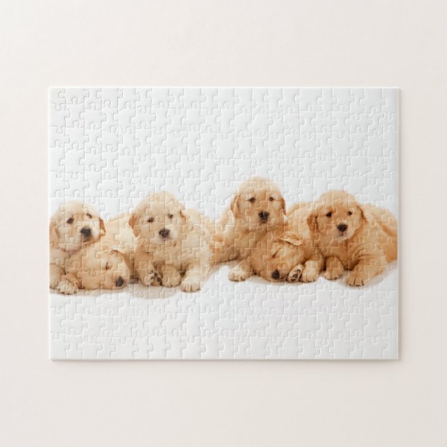 Six Golden Retriever Puppies Jigsaw Puzzle (Horizontal)