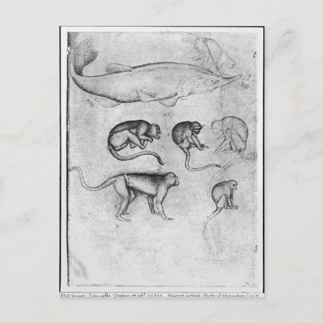 Six Monkeys and a Sturgeon Postcard (Front)