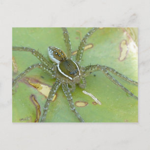 Six-spotted Fishing Spider Postcard