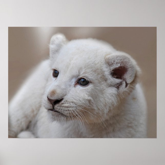 Six week old white baby lion cub poster (Front)