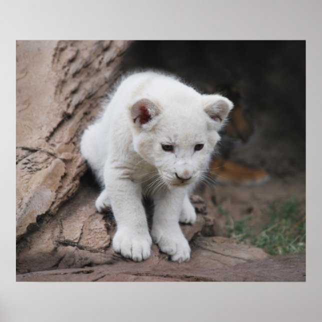 Six week old white baby lion cub poster (Front)