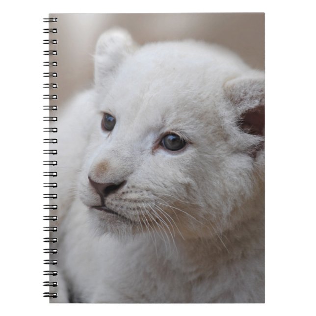 Six week old white baby lion cub spiral notebook (Front)
