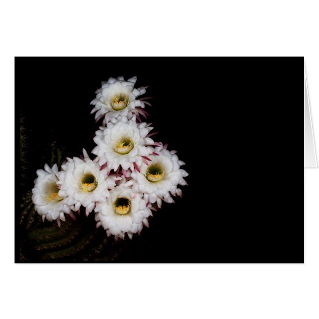 sixpence the richer cactus blooms (Front Horizontal)