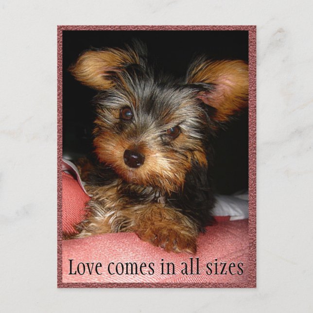 Size of Love Yorkie Postcard (Front)