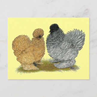 Sizzle Chickens Postcard